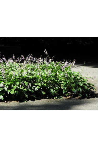  Хоста ланцетолиста в ландшафті